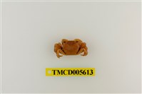 藏品(肉球近方蟹)的圖片